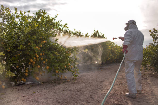 Best Ant Control Services  in Whittier, CA