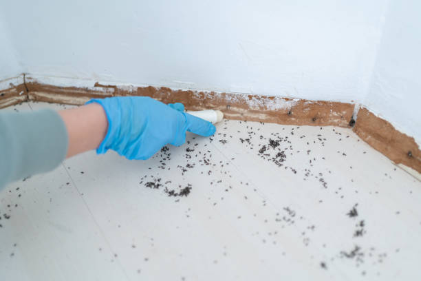 Best Wasp Removal Services  in Whittier, CA